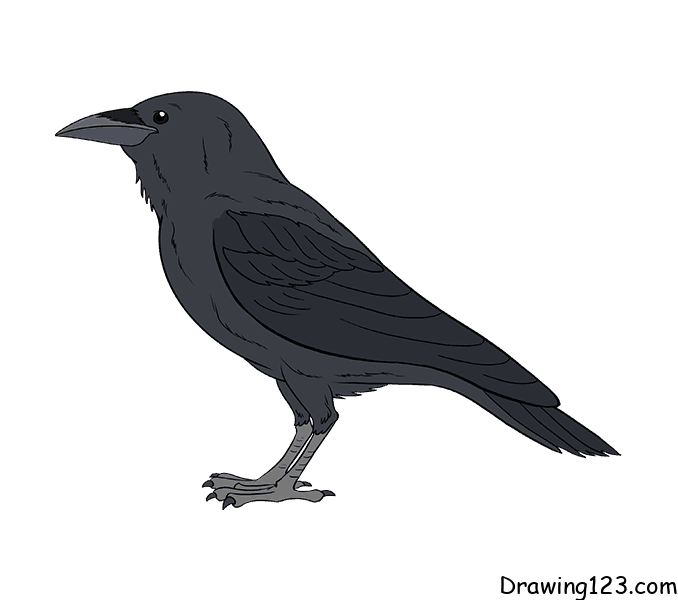 crow drawing